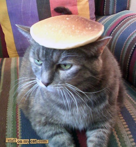 pancake-cat-738537.jpg